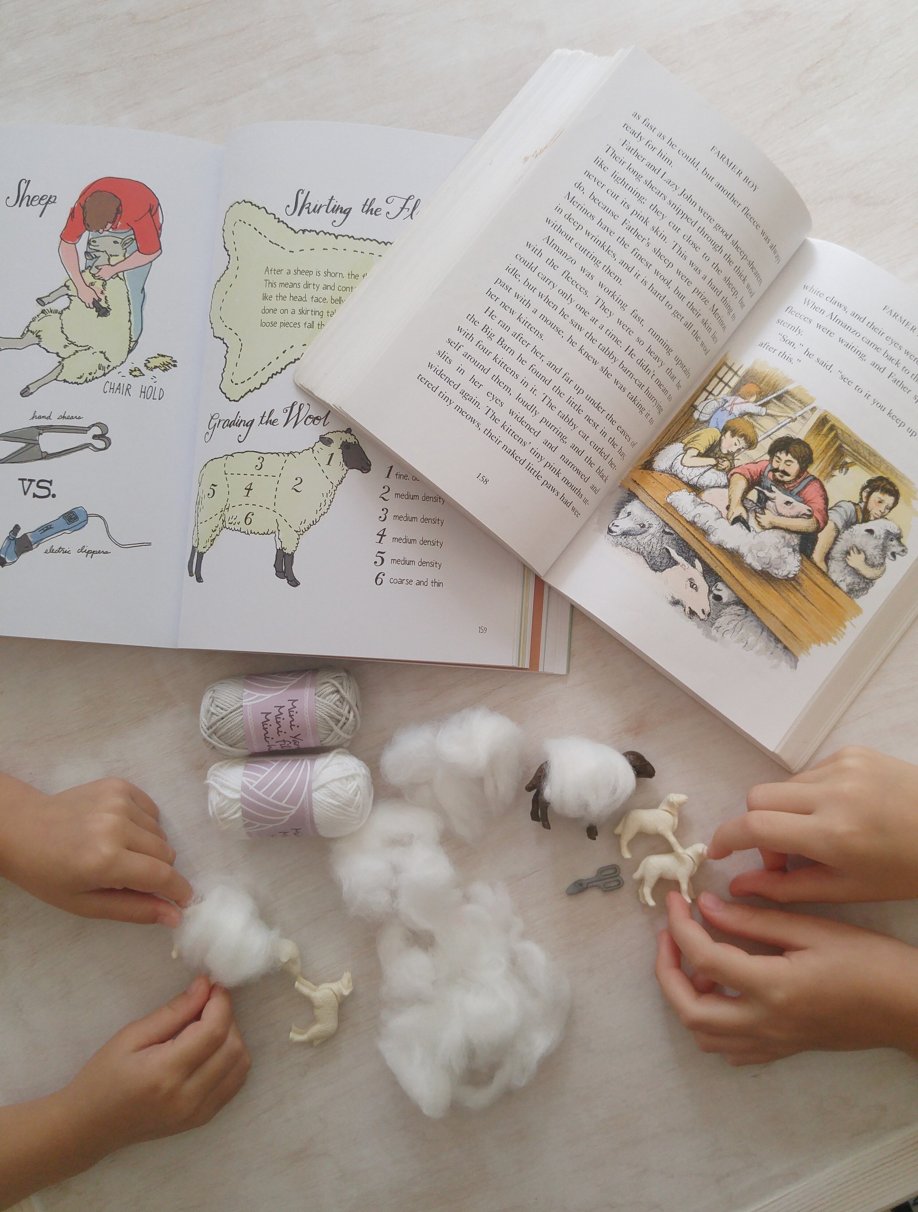closer look at sheep
